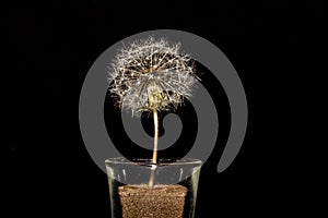 Dandelion Clock Close-Up In Glass On Black Background