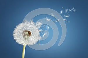 Dandelion clock dispersing seed