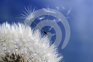 Dandelion clock dispersing seed