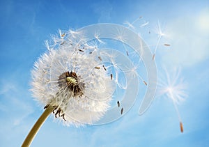 Dandelion clock dispersing seed