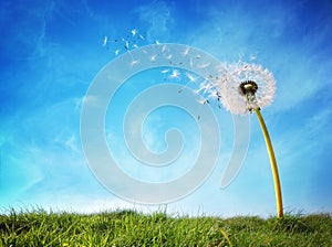 Dandelion clock dispersing seed