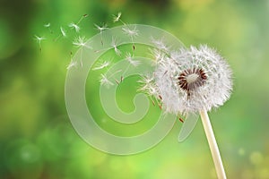 Dandelion clock dispersing seed