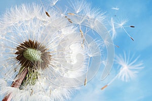 Dandelion clock dispersing seed