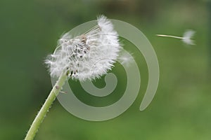 Dandelion clock dispersing seeds