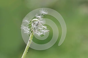 Dandelion clock dispersing seeds