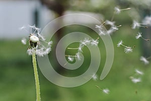 Dandelion clock dispersing seeds