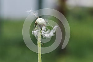 Dandelion clock dispersing seeds