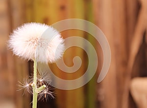 This is a dandelion clock flower