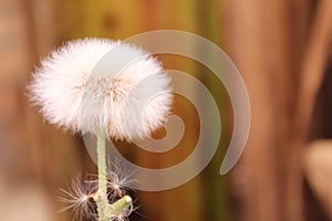 This is a dandelion clock flower