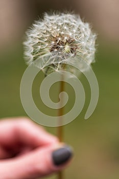 A Dandelion Clock Flower in hand