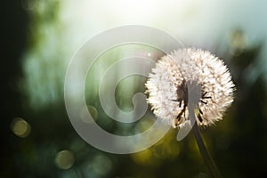 Diente de león horas flor 