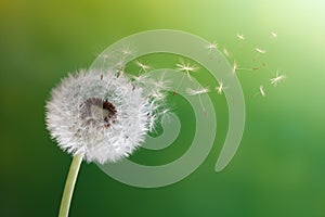 Dandelion clock in morning sun