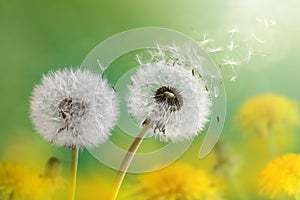 Dandelion clock in morning sun