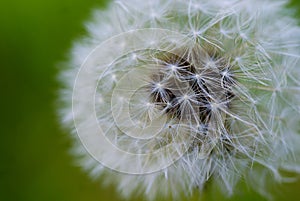 Dandelion