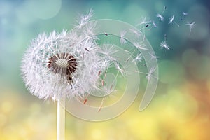 Dandelion clock in morning sun