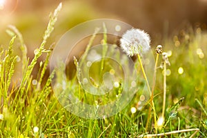 Dandelion clock in morning sun