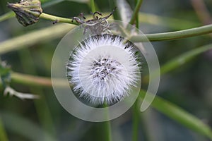 Dandelion clock in morning sun