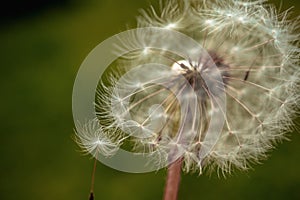 Dandelion clock in morning sun