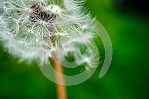 Dandelion clock in morning sun