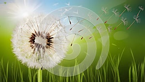 Dandelion clock morning sun seeds blowing away across fresh green background