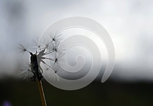 Dandelion clock with pappi already flown away with the gray sky in the background