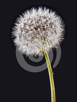 Dandelion clock seedhead on black