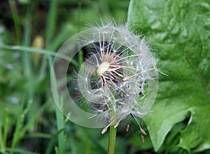 Dandelion clock with the seeds flying away