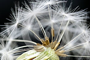 Dandelion close up