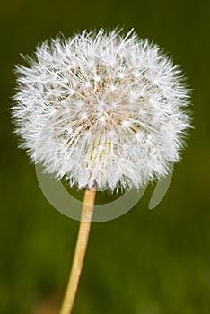 Dandelion close up