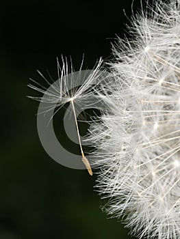 Dandelion, close-up