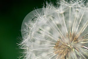 Dandelion