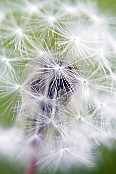 Dandelion Close-up