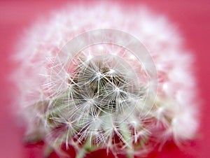 Dandelion Close-up