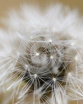 Dandelion close up