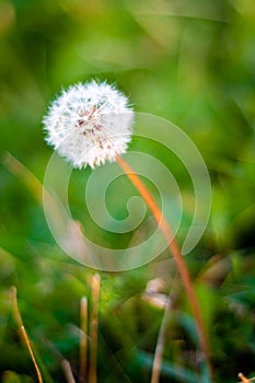 Dandelion close up background