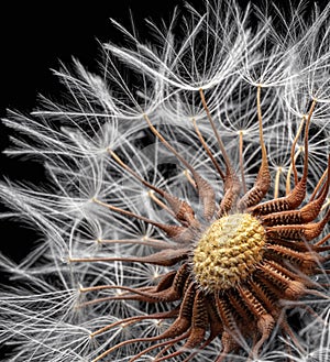 Dandelion close-up on black background