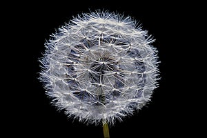 Dandelion close-up on a black isolated background