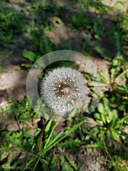 dandelion close-up, dandelion in the garden.