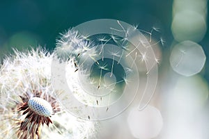 Dandelion. Close up of dandelion spores blowing away,blue sky.dandelion seeds close up blowing in blue turquoise background.