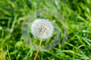 Dandelion close-up day