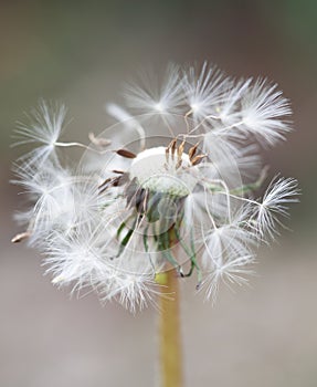 Dandelion close up