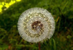 Dandelion close-up in the forest