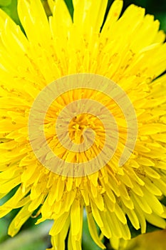 Dandelion close up. Dandelion plant with a fluffy yellow bud. Macro Photo of the yellow flower growing in the ground. The