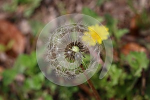 Dandelion/close-up/seed