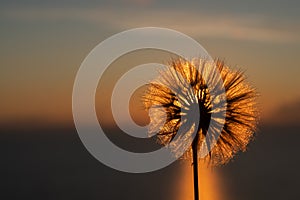 Dandelion close-up silhouette against orange sunset sky, meditative Zen background