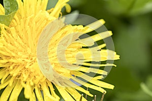 Dandelion Close Up