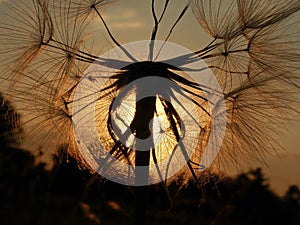 Dandelion close up with sunset behind