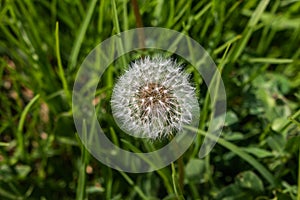 Dandelion close up surrounded by grass