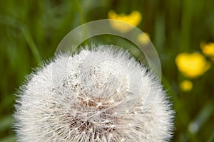 Dandelion close up with visible droplets of dew. Macro fluff, meadow. Yellow and green.