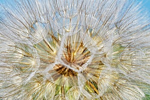 Dandelion closeup